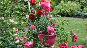 roze ze szkolki roz kwitnace w ogrodzie